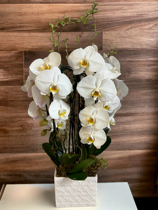 Double Waterfall Orchid